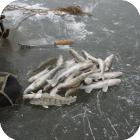 Зимняя рыбалка на открытой воде